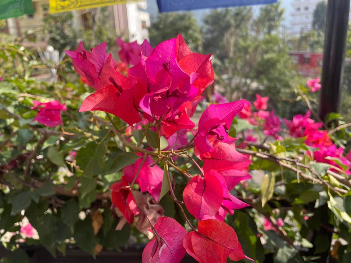 Orchid Hostel And Hotel Tapovan Dış mekan fotoğraf